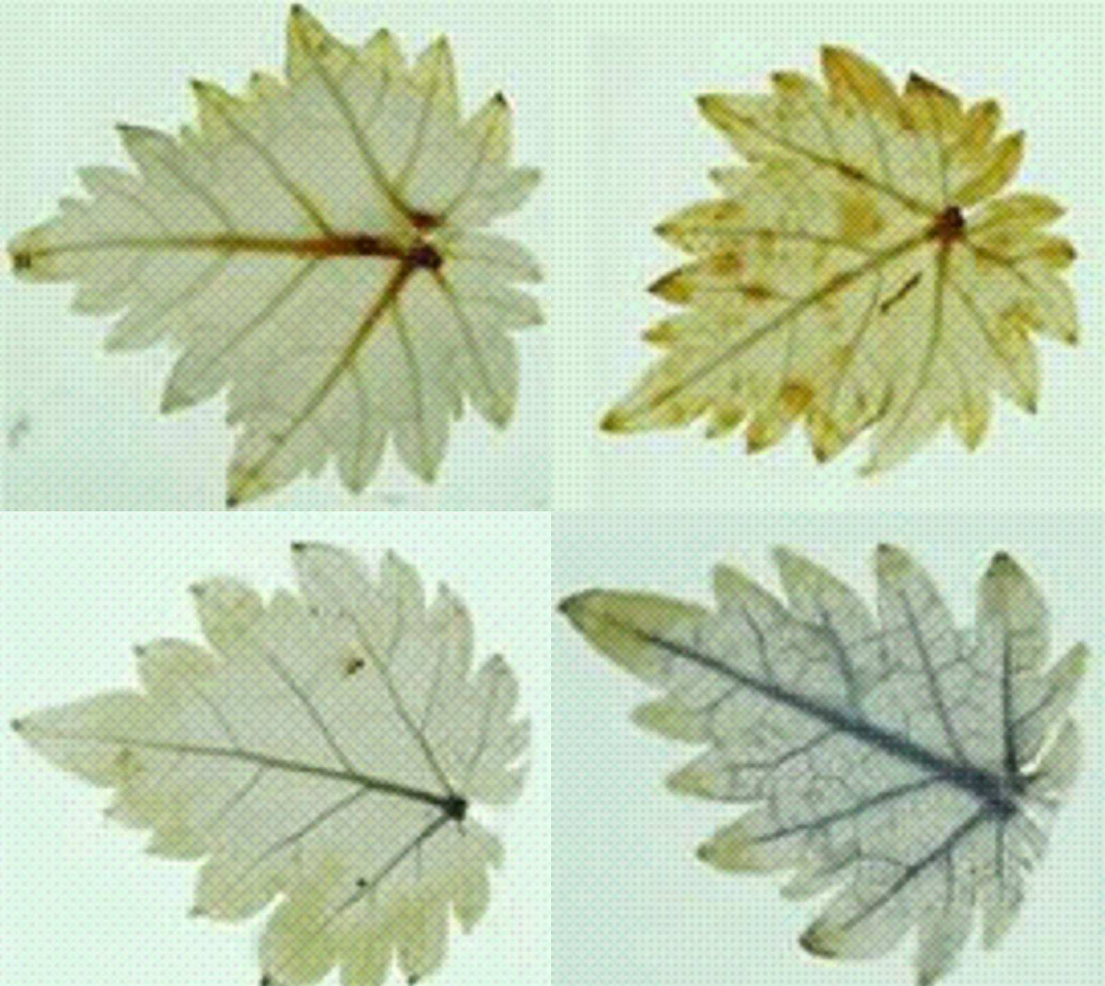 Biologia