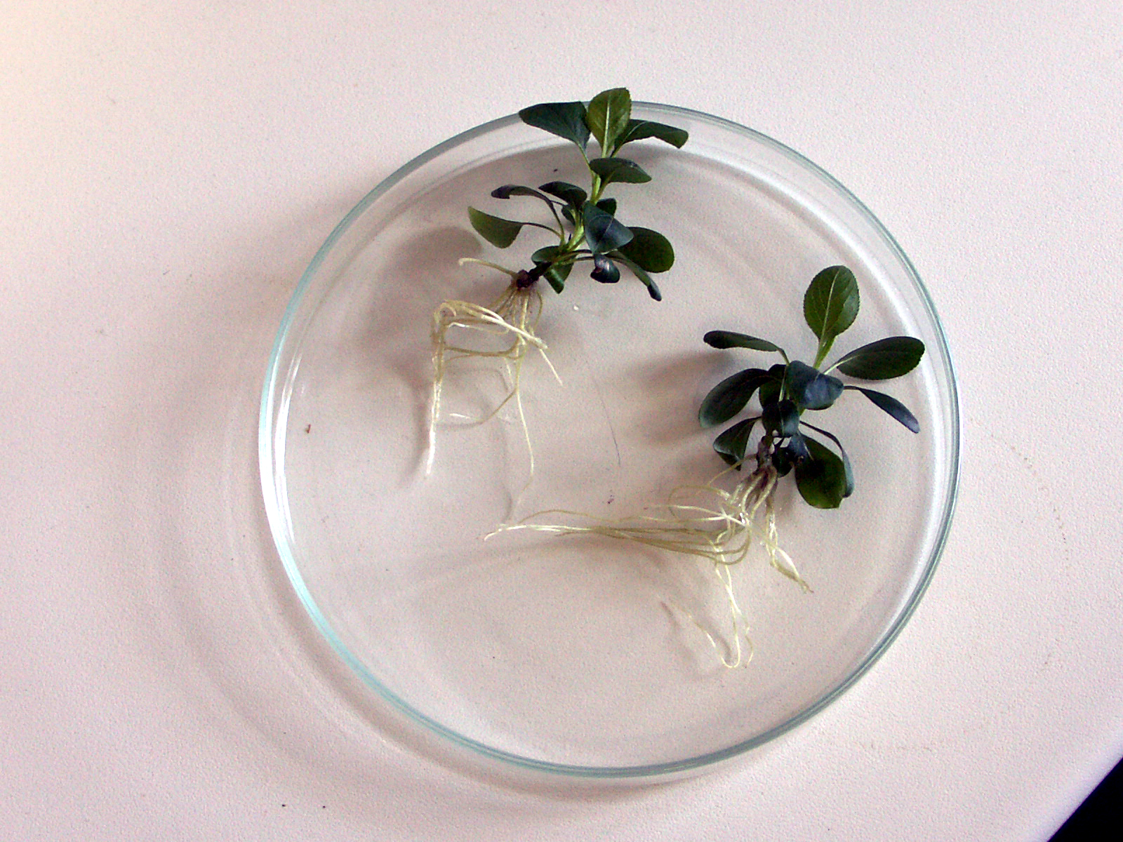 Plantas
