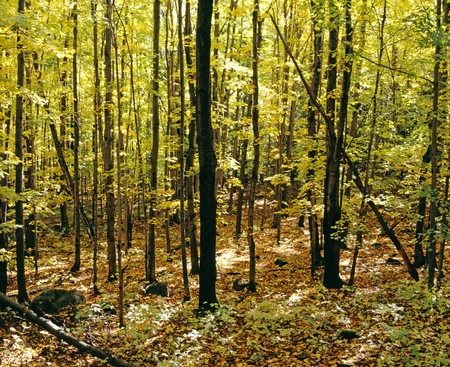 Biodiversidade