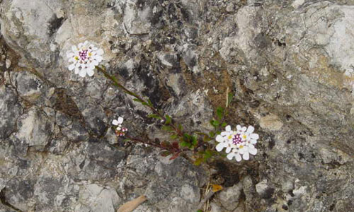 iberis